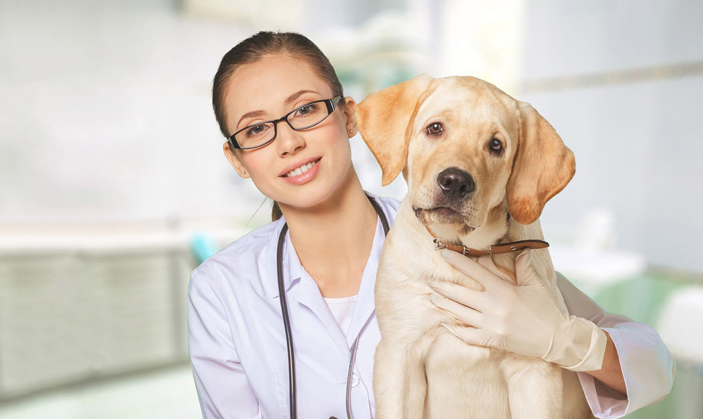 Pet Medical Services | Lakeville Animal Hospital - Veterinarian in Lakeville