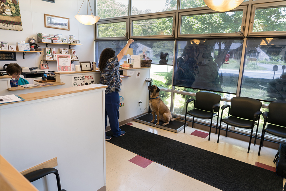 Lakeville Animal Hospital - Veterinarian in Lakeville, MA US :: Virtual  Office Tour