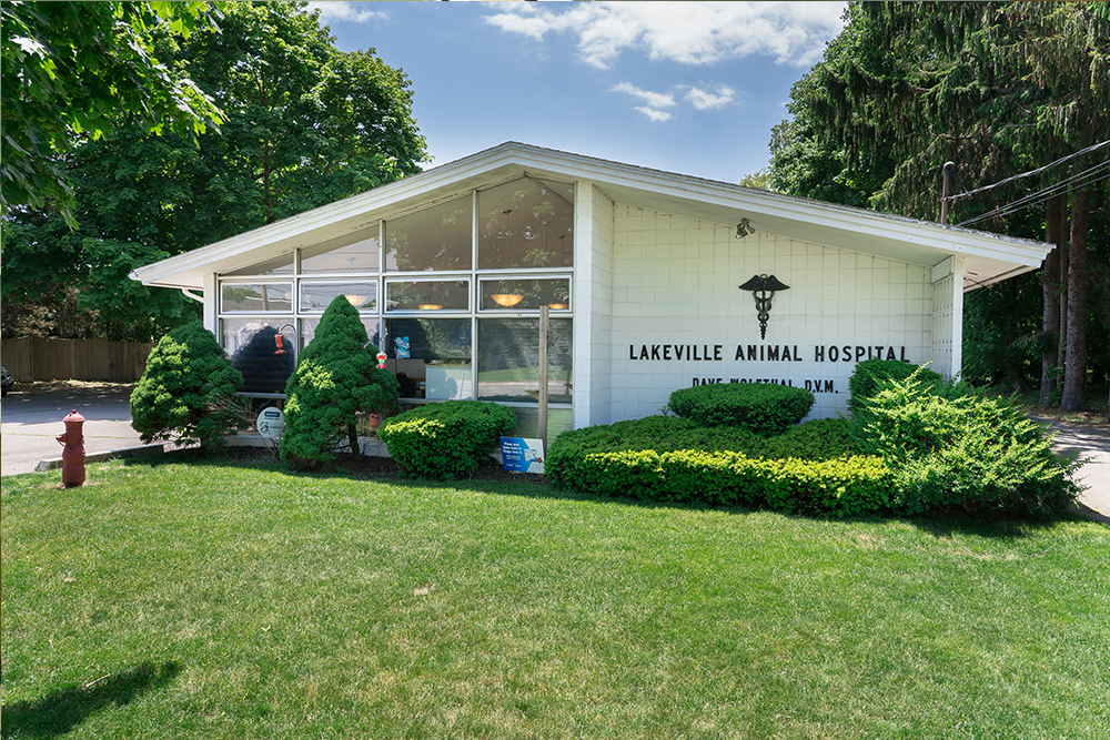 Lakeville Animal Hospital - Veterinarian in Lakeville, MA US :: Virtual  Office Tour